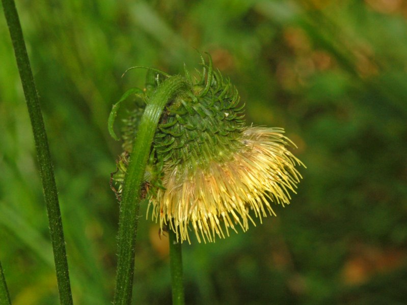 Una modesta asteracea dallo strano fiore- Cirsium eristhales